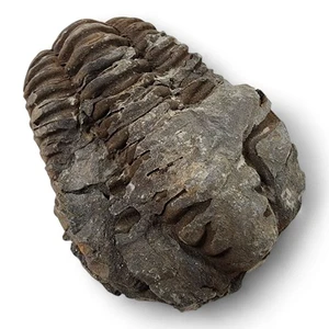 Trilobite Fossil from Morocco 98.7 grams. - Picture 1 of 3