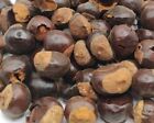 Guarana Fruit - Paullinia cupana L. - fruit Dried Tea Herb EU SELLER