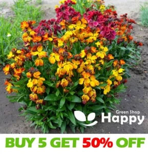 Wallflower Tall - Fair Lady - 300 Seeds - Cheiranthus cheiri - Biennial flower - Afbeelding 1 van 4