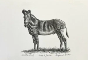 Maynard Reece - Grey's Zebra - Lithograph - RARE Signed Artist Proof - MINT - Picture 1 of 1