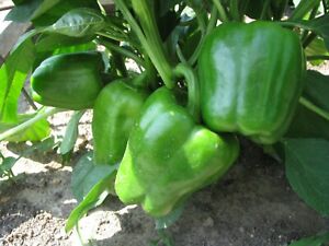100 Organic Green Cal Wonder Bell Pepper seeds  Non GMO Harvested in the USA