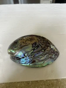 Paya Shell , Colac Bay, N.Z. Polished Abalone Shell - Picture 1 of 5