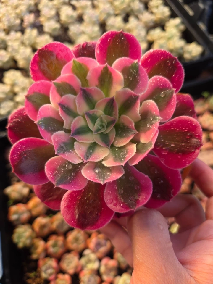 Imported  pink witch  aeonium  succulent 1pc - Image 1 of 1