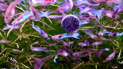 Неоновые небесно-голубые Endler's - 3 пары всего (2 пары + 1 бесплатная пара (3M/3F)) - Изображение 1 из 4