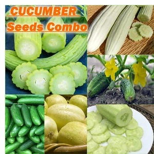 Cucumber Seeds 11 Packs Combo HEALTHY Salad Diet Garden VEGETABLES Seeds Spring - Picture 1 of 10