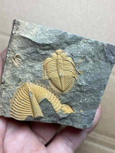 150g natural Silurian period Coronocephalus Trilobite specimen stone - Picture 1 of 17