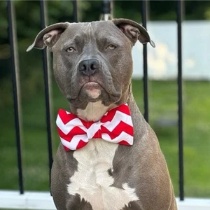 Red Chevron Pet Bow Tie or Sailor Bow-4 Sizes Available - Picture 1 of 4