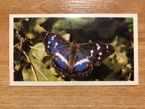 John Players Grandee British Butterflies 1983 - Purple Emperor No. 13 Apatura