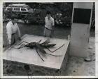 1958 Press Photo Venezuela monument of a huge mosquito at town of Moron
