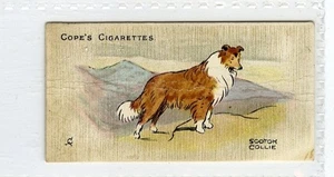 (Gd5558) Cope, Dogs of the World, (escandinavo), #15 Scotch Collie 1912 G - Imagen 1 de 4