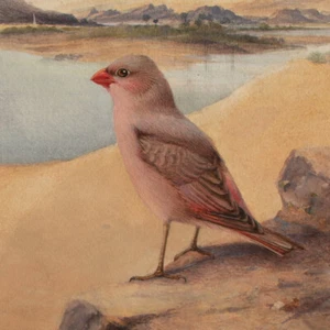 Charles Whymper gagliardetto del deserto studio uccelli paesaggio segno tempera carta 1900 circa - Foto 1 di 3