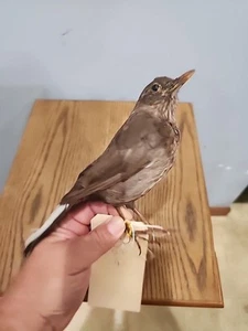 BJ212 Gefangen aufgezogene Gemeine Amsel (Turdus merula) Vogel Reittier Taxidermy - Bild 1 von 5
