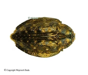 Polybothris alboplagiata, very nice - Picture 1 of 1