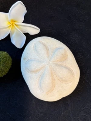 Genuine puffy Sea Biscuit Sand Dollar natural Dried  Large 4 3/4” L - Image 1 of 4