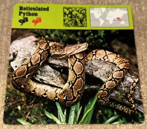 Vintage 1976 Animal Card - Reticulated Python - Printed In Japan - Picture 1 of 4