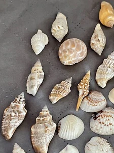Lot of 113 Assorted Ocean Sea Shells FREE SHIPN ๐ฆ l๐๏ธ๐๏ธk - Picture 1 of 24