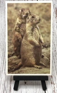 A Pair of Black-Tailed Prairie Dogs Animal Postcard - Picture 1 of 4