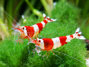 tropical shrimp for sale near me