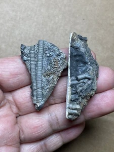 2 pieces Triassic Natural crinoid specimen Geologic rock - Picture 1 of 16