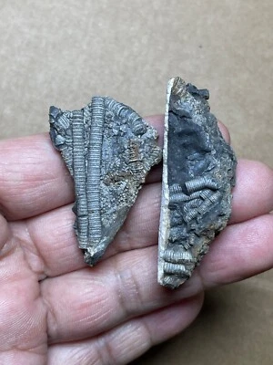 2 pieces Triassic Natural crinoid specimen Geologic rock - Image 1 of 4