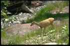 344020 Mule Deer Waterton Lakes Alberta A4 Photo Print