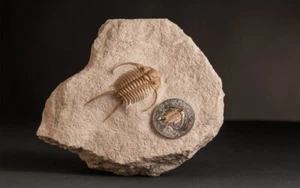 Silbermünze Evolution of Life Trilobit Fossil 1oz 2016 - Bild 1 von 4