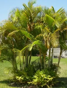 10 semillas de palmera mariposa Areca - Dypsis lutescens - semillas de plantas de interior - Imagen 1 de 8