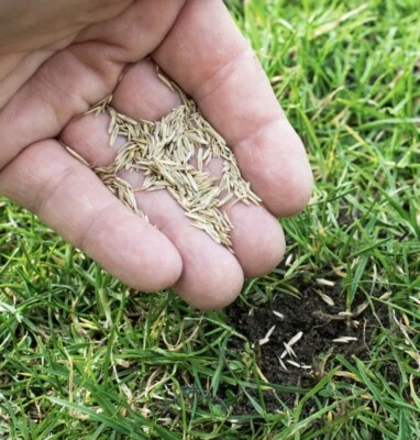 Kuders Rasensamen für ein schönen Rasen 1 kg  - Bild 1 von 2
