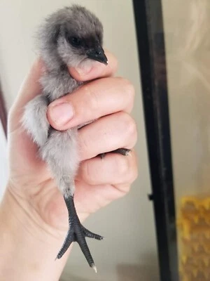 6 Fresh & Fertile Chicken Hatching Eggs - Assorted Barnyard mix *RARE BREEDS*