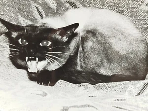 Vintage - Professional Photo - Cat - Large Photo - USSR Period 1950s 🐱 #15 - Picture 1 of 4