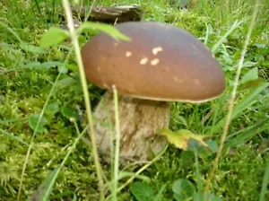 STEINPILZE Pilze luftgetrocknet 200g aktuelle Ernte in nur Top Aroma & Qualität! - Bild 1 von 1