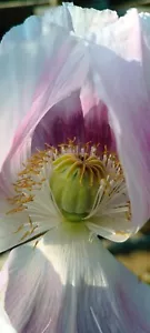 Schlafmohn Papaver somniferum 'Britisch Pharma' - Bild 1 von 4
