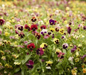 PANSY SWISS GIANTS MIX Mixed Colors Container Cool Weather NonGMO 200 Seeds - Picture 1 of 7