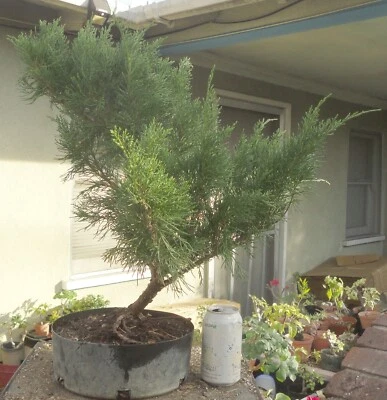 Sea Green Juniper Pre Bonsai Dwarf Kifu Fat Trunk Juniperus chinensis - Image 1 of 4