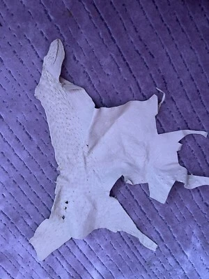 Genuine 100% Ostrich Exotic Leather Hide Head Upholstery Wallet Belt Bag Boot - Image 1 of 3