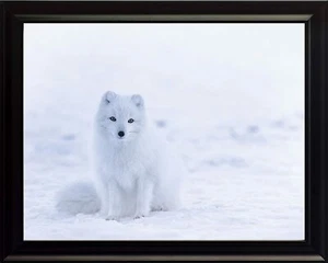 Wildlife Animal Cute Fluffy Arctic Fox Poster Print Picture or Framed Wall Art - Picture 1 of 15