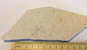 Saccocoma pectinata Fossil Crinoide Seelilie Solnhofen Jura Deutschland - Bild 1 von 2