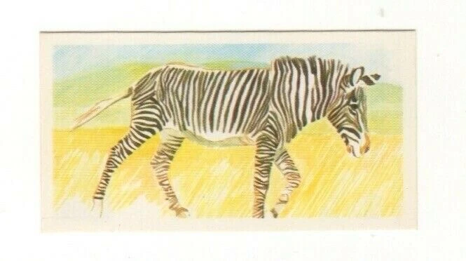 Brooke Bond Vanishing Wildlife 1978 #23 Grevy’s Zebra, Africa - image 1 of 1