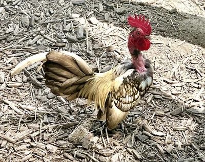 kikiriki hatching eggs 6++ PLEASE READ THE DESCRIPTION