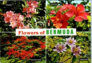 Flowers of Bermuda, Where Flowers bloom All Year Long Postcard - Picture 1 of 2