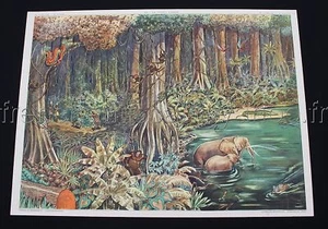 B534 AFFICHE ECOLE ROSSIGNOL FORET VIERGE TOUNDRA 45 46 - Imagen 1 de 1