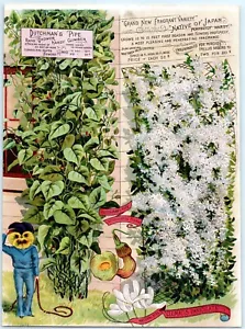 Anthropomorphic Flower Dutchman's Pipe Rapid Grower Climber Book Plate Print OO - Picture 1 of 2