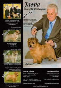 NORFOLK NORWICH TERRIER DOG BREED KENNEL ADVERT PRINT PAGE 2008 JAEVA KENNEL - Picture 1 of 1