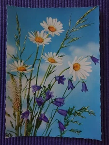 Old Postcard Art Card Marguerites Foxglove Timothy Grass - Picture 1 of 2