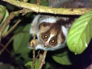 Slow Loris Nocturnal Primate GLOSSY POSTER PICTURE PHOTO PRINT BANNER 14277 - Picture 1 of 1