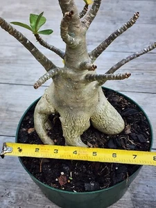 F2 Adenium ARABICUM Desert Rose perfect for bonsai !! tropical exotic - Picture 1 of 10