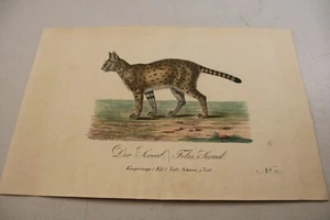 um 1816 antiker TIER Farbdruck / SERVAL / sehr selten - Bild 1 von 1