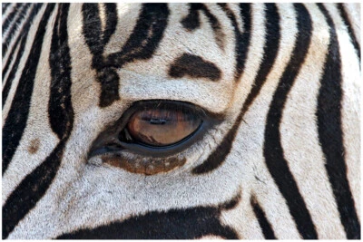 Póster de pared de animales africanos rayas cebra y ojos verdes con rayas - PÓSTER 20x30 Foto 1 de 4