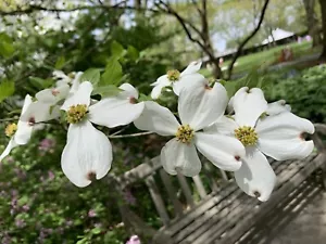 White Flowering Dogwood Cornus Florida Seedlings, Live Plant, 3”. - Picture 1 of 4
