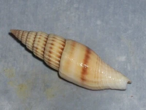 VEXILLUM LYRATUM SPECIAL CREAM - Picture 1 of 2